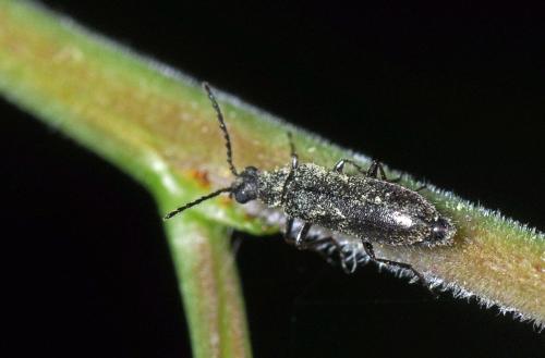 Dasytes sp.