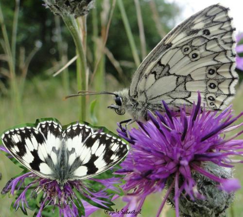 Melanargia galathea