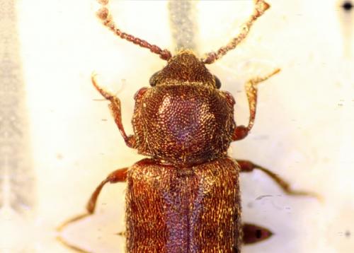 Cryptophagus sp.