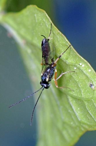Diadegma sp.