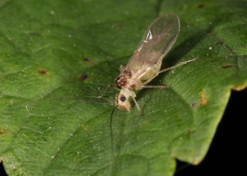 Stenopsocus immaculatus