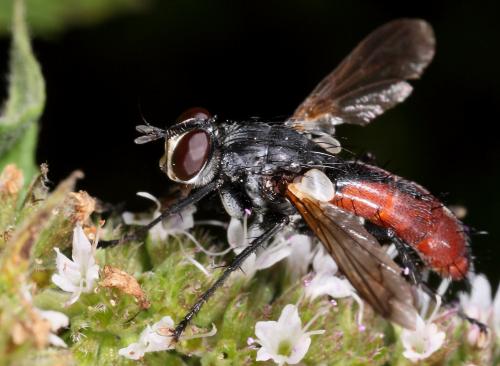 Réf. 95 462 : Cylindromyia bicolor