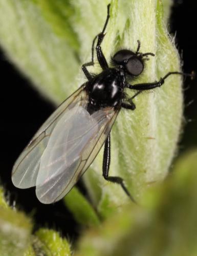Bibio leucopterus