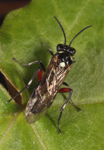 Réf. 95 709 : Macrophya punctumalbum