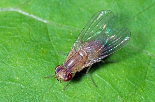 Homoneura sp.
