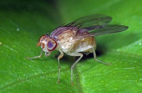 Homoneura sp.