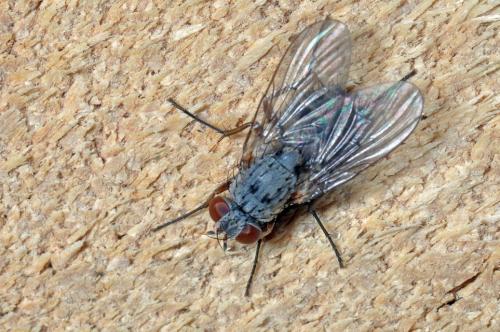 Réf. 95 985 : Helina sexmaculata