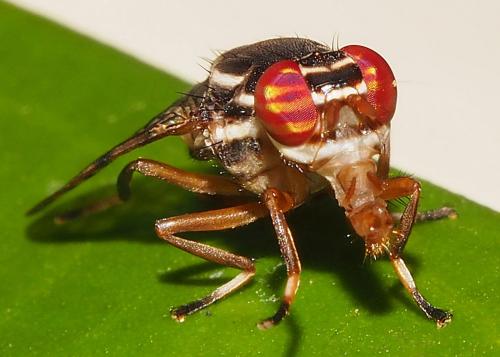 Scholastes vacarius
