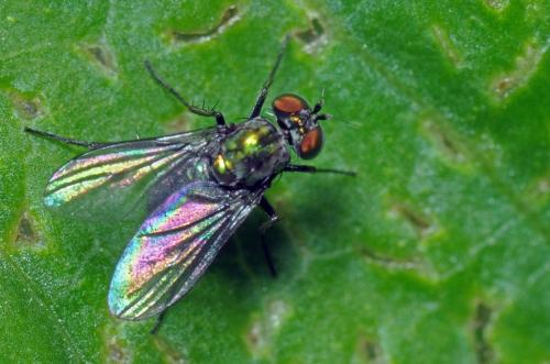 Réf. 95 036 : Chrysotus sp.