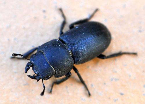 Réf. 95 347 : Dorcus parallelipipedus