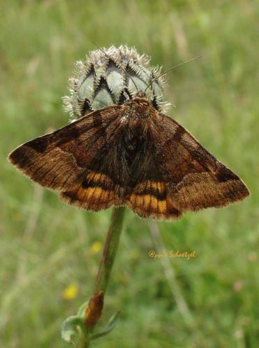Réf. 95 803 : Euclidia glyphica