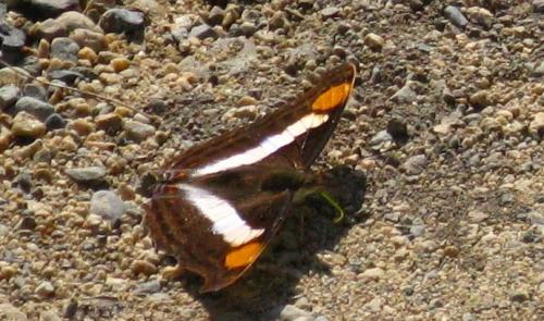 Doxocopa sp.