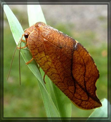 Réf. 95 924 : Drepanepteryx phalaenoides