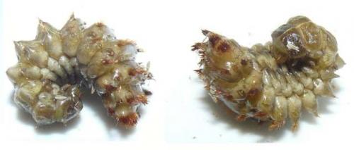 Drilus flavescens