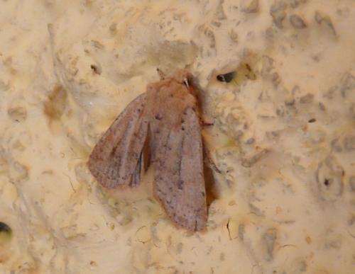 Xanthia ruticilla