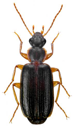Réf. 95 088 : Dromius meridionalis