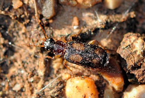 Réf. 95 018 : Dromius quadrimaculatus