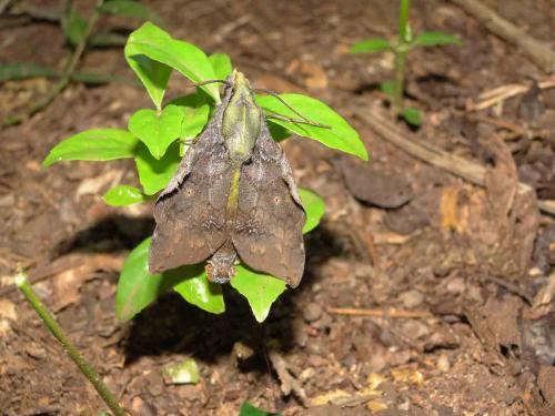 Hypaedalea butleri