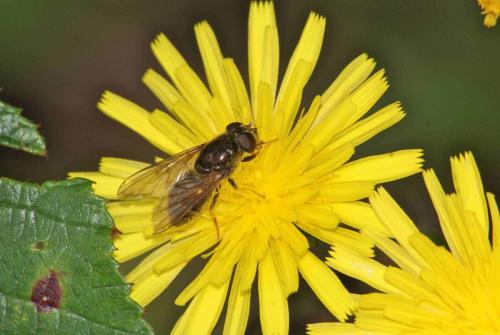 Cheilosia sp.