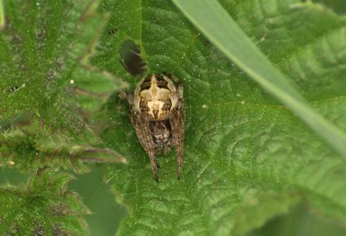 Larinioides cornutus
