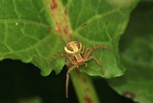 Réf. 95 965 : Xysticus ulmi