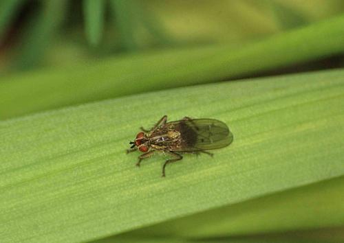 Scathophaga stercoraria