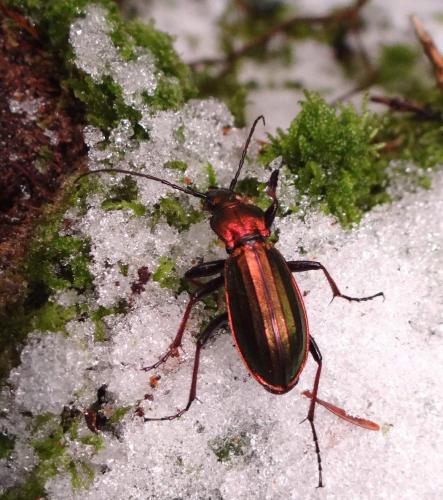 Réf. 95 421 : Carabus auronitens