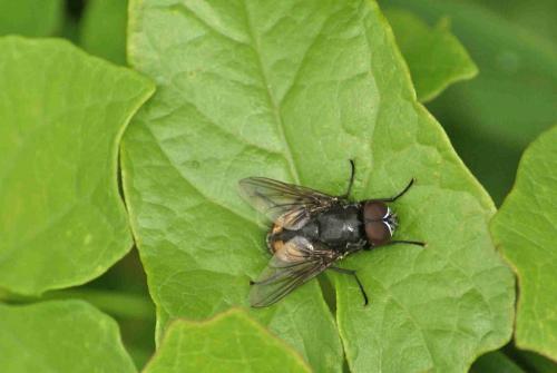 Réf. 95 670 : Musca sp.
