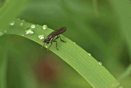 Réf. 95 599 : Dioctria sp.