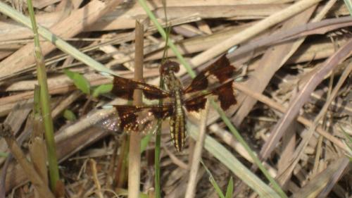 Palpopleura sp.