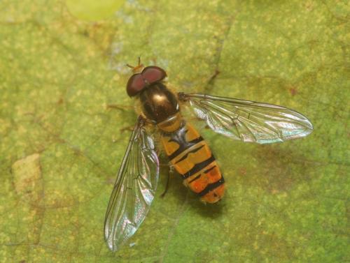 Réf. 95 629 : Episyrphus balteatus