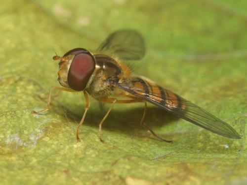 Episyrphus balteatus