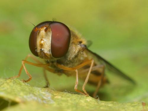 Episyrphus balteatus