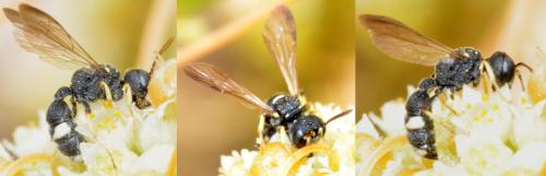 Cerceris rubida