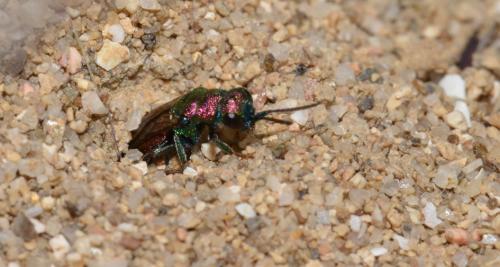 Réf. 95 759 : Hedychrum sp.