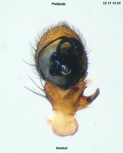 Ozyptila atomaria