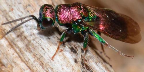 Hedychrum sp.