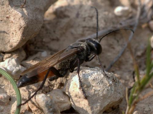 Sphex funerarius