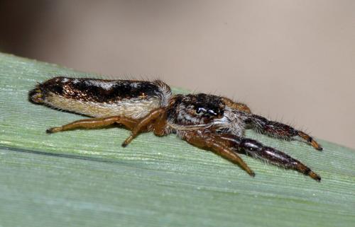 Mendoza canestrinii