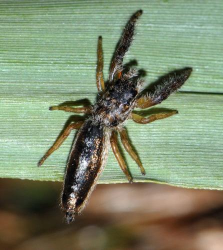 Réf. 95 883 : Mendoza canestrinii