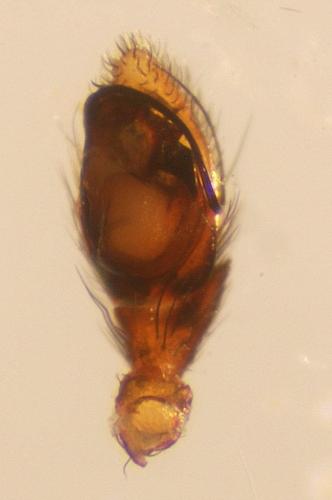 Heser nilicola