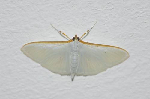 Palpita vitrealis