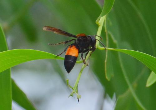 Vespa affinis