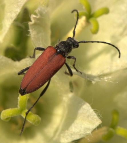 Anastrangalia sanguinolenta
