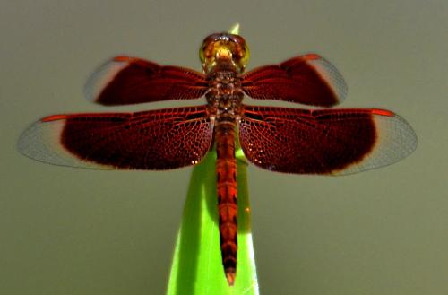 Neurothemis fluctuans
