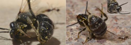 Lasioglossum sp.