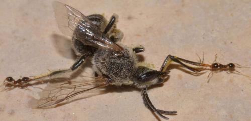 Lasioglossum sp.