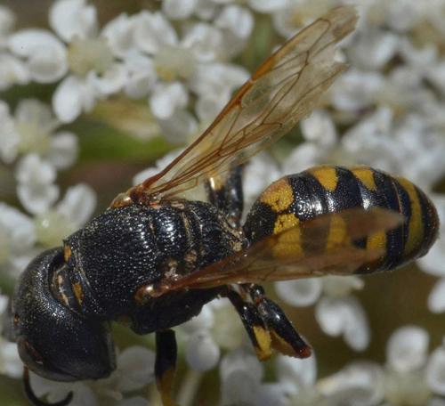 Lestica clypeata