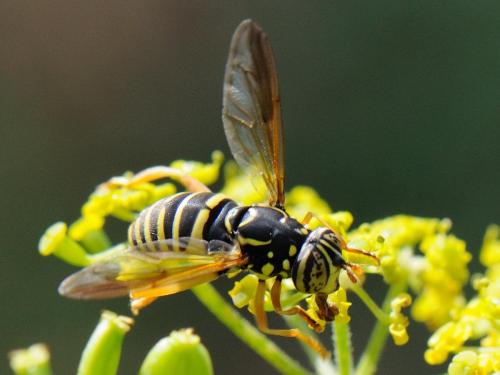 Spilomyia saltuum