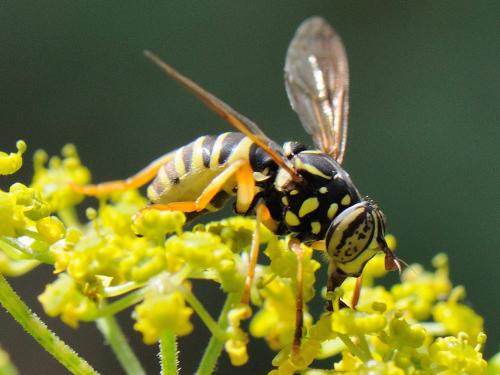 Réf. 95 282 : Spilomyia saltuum